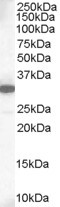Goat Anti-MCL1 Antibody