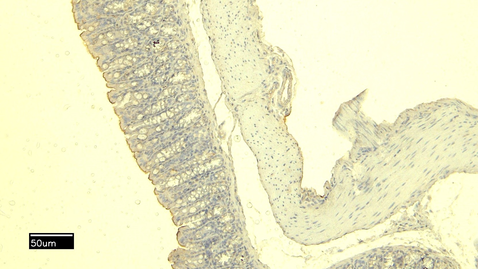 Goat Anti-Mcpt4 / Myonase (mouse) Antibody