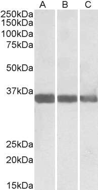 Goat Anti-MDH1 / MOR2 Antibody