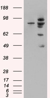 Goat Anti-MDM2 (isoform) Antibody