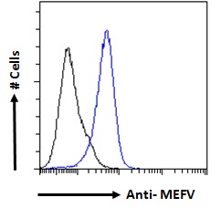 Goat Anti-MEFV Antibody