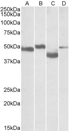 Goat Anti-MEIS2 Antibody