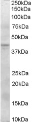 Goat Anti-MEPI / SERPINI2 Antibody