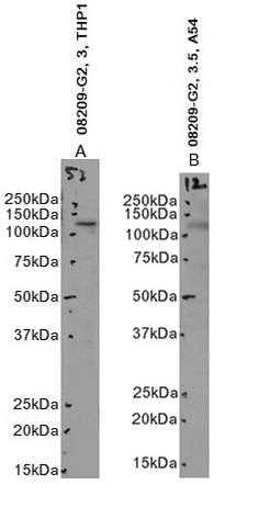 Goat Anti-MERTK Antibody