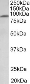 Goat Anti-MFSD6 Antibody