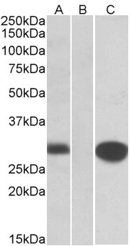 Goat Anti-MIG12 Antibody