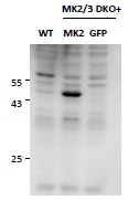 Goat Anti-MK2 / MAPKAPK2 Antibody