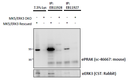 Goat Anti-MK5 / MAPKAPK5 (aa192-206) Antibody