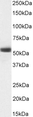 Goat Anti-MKRN1 (aa105-118) Antibody