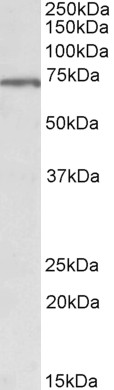 Goat Anti-MLC1 (aa179-193) Antibody