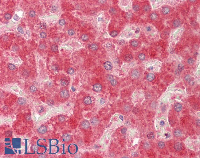 Goat Anti-MMP14 Antibody