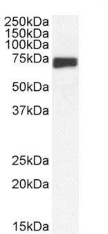 Goat Anti-ROX / MNT Antibody