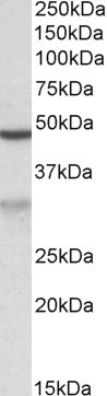 Goat Anti-MOB2 (aa128-140) Antibody