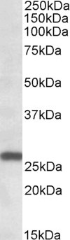 Goat Anti-MOBKL3 (aa137-151) Antibody