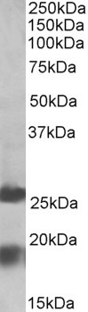 Goat Anti-MPV17 Antibody
