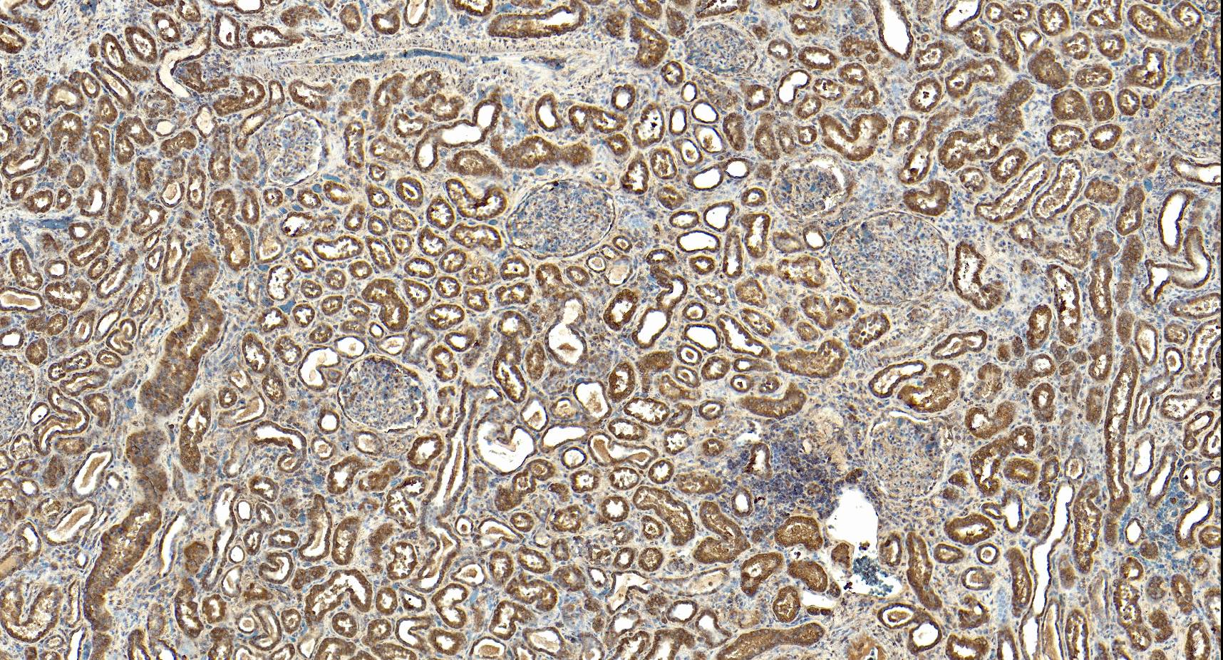 Goat Anti-MRG15 / MORF4L1 Antibody