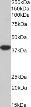 Goat Anti-MRG15 / MORF4L1, Biotinylated Antibody