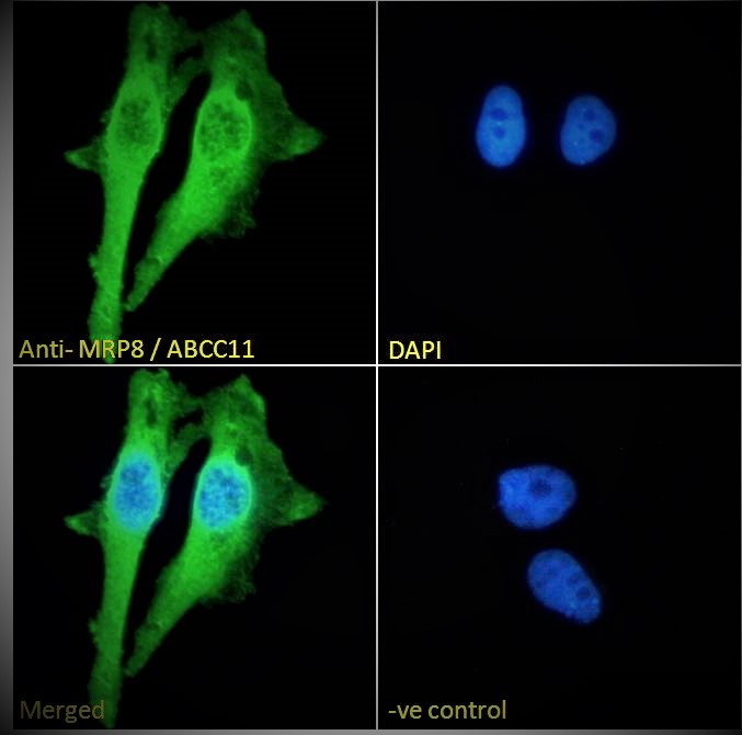 Goat Anti-MRP8 / ABCC11 Antibody