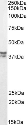 Goat Anti-MSI2 / musashi-2 (aa33-43) Antibody