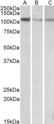 Goat Anti-MTHFD1L (aa535-538) Antibody
