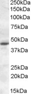 Goat Anti-MTNR1A Antibody