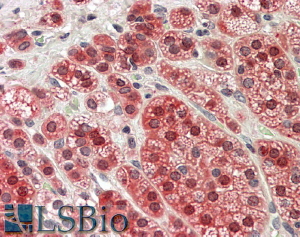 Goat Anti-MTR Antibody