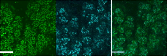 Goat Anti-Muc19 / Smgc Antibody