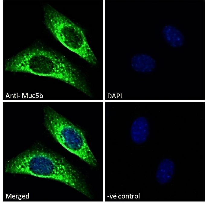 Goat Anti-Muc5b (mouse) Antibody