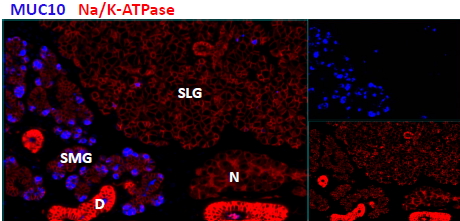 Goat Anti-Mucin 10 / Prol1 Antibody