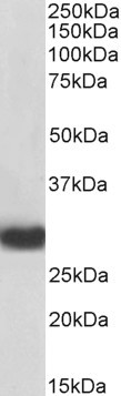 Goat Anti-MYD88, Biotinylated Antibody