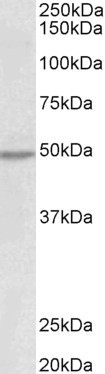 Goat Anti-MYLIP Antibody