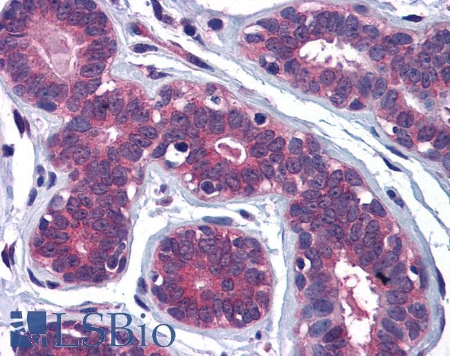 Goat Anti-MYRIP / SLAC2C Antibody