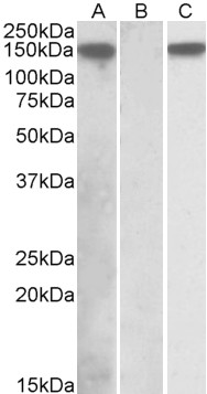 Goat Anti-NALP2 / NLRP Antibody