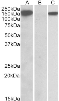 Goat Anti-NALP2 / PAN1 Antibody