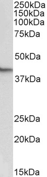 Goat Anti-Nanog (mouse aa270-284) Antibody