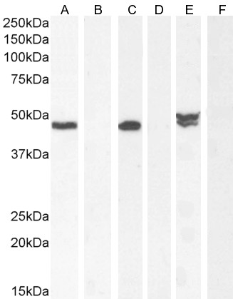 Goat Anti-Nat8l (mouse aa211-223) Antibody