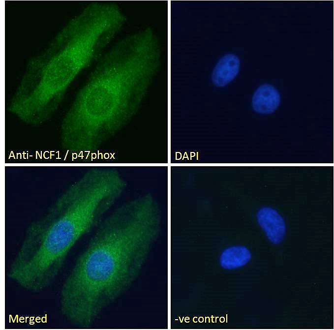 Goat Anti-NCF1 / p47phox Antibody