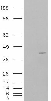 Goat Anti-NCF4 / P40PHOX Antibody