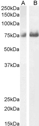 Goat Anti-NCU-G1 (mouse aa243-256) Antibody