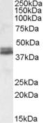 Goat Anti-NDEL1 Antibody