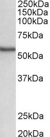 Goat Anti-NDR1 / STK38 Antibody
