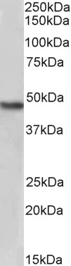 Goat Anti-NDRG1, Biotinylated Antibody