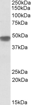 Goat Anti-NDUFS2 Antibody