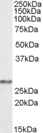 Goat Anti-NDUFS3 Antibody