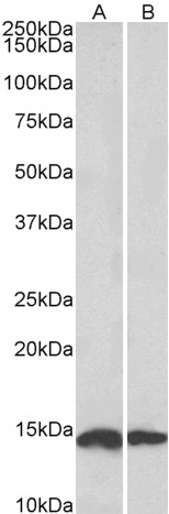 Goat Anti-NDUFS6 Antibody