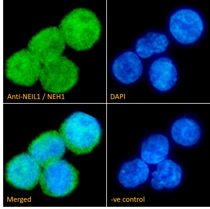 Goat Anti-NEIL1 / NEH1 Antibody