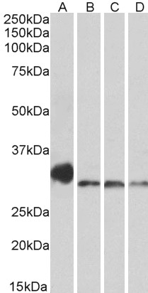 Goat Anti-NEK7 (aa 274-286) Antibody
