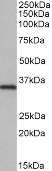 Goat Anti-NEK7 Antibody