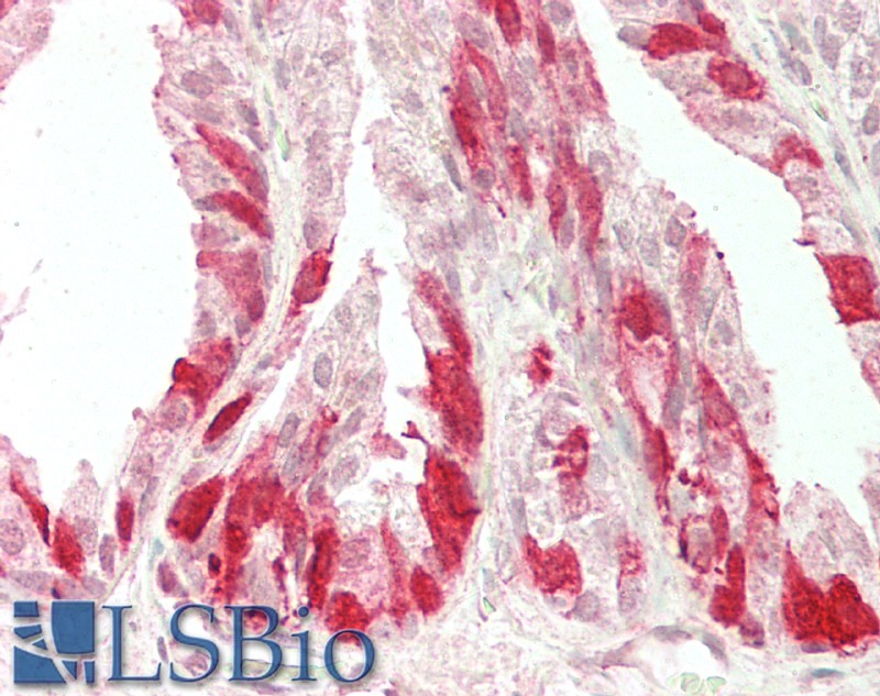 Goat Anti-NELL2 Antibody