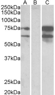 Goat Anti-Neurexin 1 Antibody